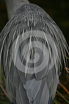 Great blue heron plumage detail photo