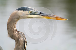 Great Blue Heron in Polk County, Florida