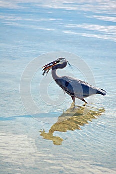 Great Blue heron with Pompano Fish photo