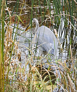 Great Blue Heron In Pond Catching A Small Fish