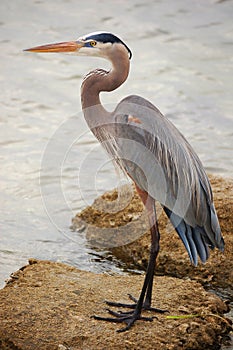 Great Blue Heron portrait with copy space photo