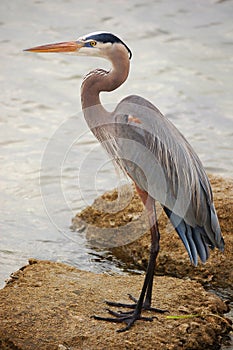 Great Blue Heron portrait with copy space