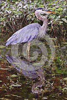 Great blue heron portrait into the swamp, Quebec