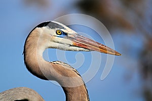 Great Blue Heron Posing