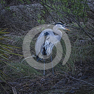 Great Blue Heron Posing on the Riverbank