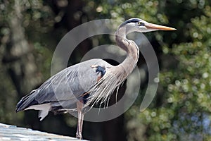 Great Blue Heron posing on a tin roof top