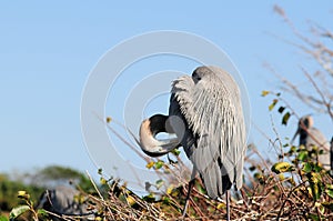 Great Blue Heron preening