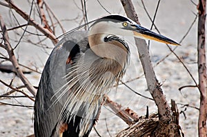 Great Blue Heron