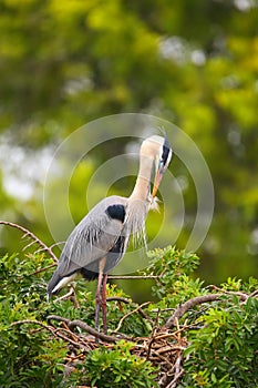 Great Blue Heron preening its feathers.