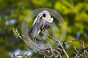 Great Blue Heron preening its feathers. It is the largest North