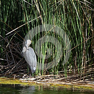 Great Blue Heron preens at sunset in the marsh at Dead Horse Ranch State Park near Cottonwood, Arizona