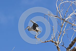 Great Blue Heron Preparing for Flight