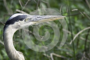 Great Blue Heron Profile