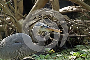 A Great Blue Heron in Profile in Corkscrew Swamp Florida