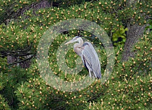 A Great Blue Heron in Profile in Florida