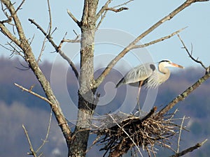 Great Blue Heron profile standing on nest