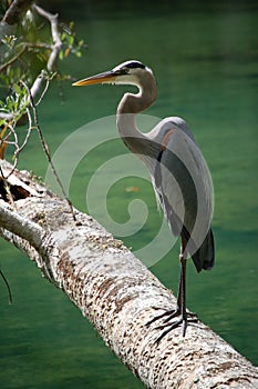 Great Blue Heron Quiet solitude