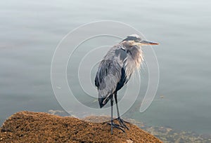Great Blue Heron reflecting while perched on rock in the early morning in Morro Bay on the central coast of California United