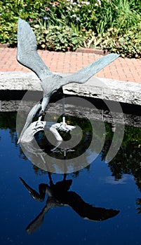 Great Blue Heron and Reflection