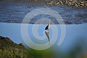 Great Blue Heron with a Reflection in the Water