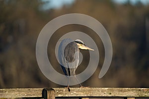 Great blue heron resting at lakeside