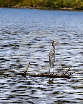 Great Blue Heron resting on a partially submerged log