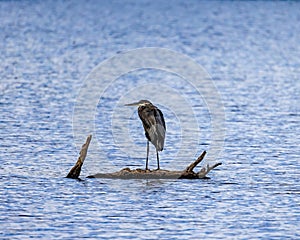 Great Blue Heron resting on a partially submerged log