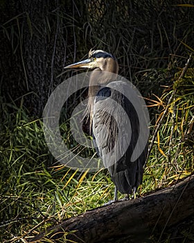 Great Blue Heron Resting in the Sunlight
