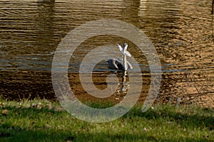 Great Blue Heron Retrieving a Bluegill Fish from the Lake