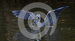 Great blue heron in river catching fish