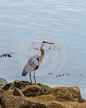 Great blue heron on rocky seashore