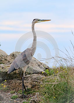 Great Blue Heron on a rocky Shoreline