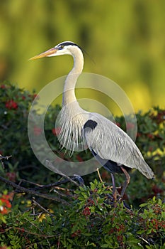 Great Blue Heron at rookery photo