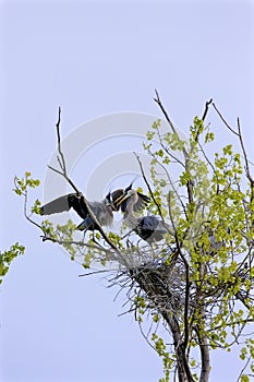 Great Blue Heron Rookery   819465