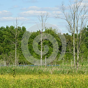 Great Blue Heron rookery natural habitat