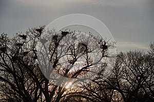 Great Blue Heron Rookery Silhouette photo