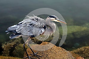 Great Blue Heron ruffling feathers before flight at Morro Bay on the central coast of California USA photo