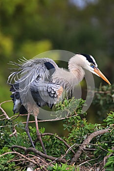 Great Blue Heron ruffling its feathers. It is the largest North