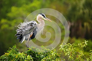 Great Blue Heron ruffling its feathers. It is the largest North photo