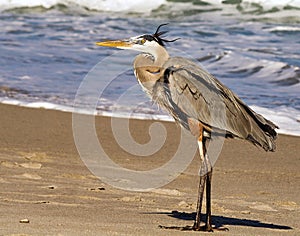 Great Blue Heron on the sand at the beach in Florida waiting for food