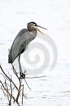 Great Blue Heron - Sanibel Island