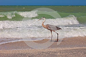 Great Blue Heron in Sanibel Island, Florida