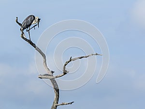 Great Blue Heron Scratching his Bill in a Dead Tree