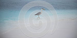 great Blue Heron by the sea