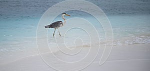 great Blue Heron by the sea