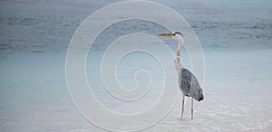 great Blue Heron by the sea