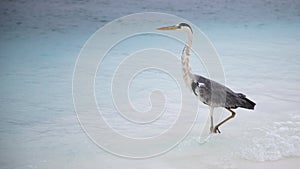 great Blue Heron by the sea