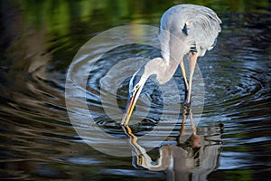 Great Blue Heron searches for a snack