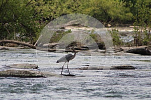 Great Blue Heron By The Seashore In Pensacola Florida