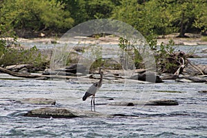 Great Blue Heron By The Seashore In Pensacola Florida